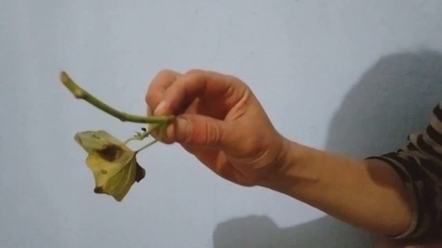 Выращивание батата. Экономичный способ вырастить батат.