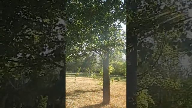 #СТИХИЯ #ДЕРЕВО.  #ТОПОЛЬ.  #РЕСУРСНЫЙ Я