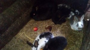 КРОЛЬЧИХА РАЗБРОСАЛА КРОЛЬЧАТ-ЧТО ДЕЛАТЬ?РЕШЕНИЕ БЫСТРОЕ И 100%