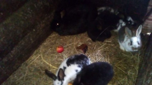 КРОЛЬЧИХА РАЗБРОСАЛА КРОЛЬЧАТ-ЧТО ДЕЛАТЬ?РЕШЕНИЕ БЫСТРОЕ И 100%