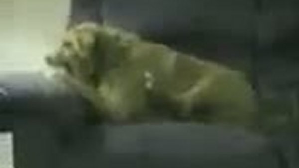 Сабака дебил