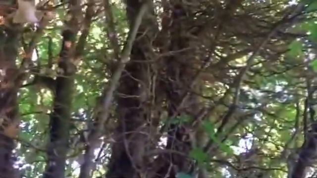 Tips and tricks around the garden - Killing ivy on trees смотреть онлайн