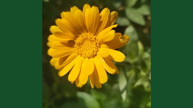 Ах, Лето! Пролетело незаметно... оставив аромат цветов! смотреть онлайн