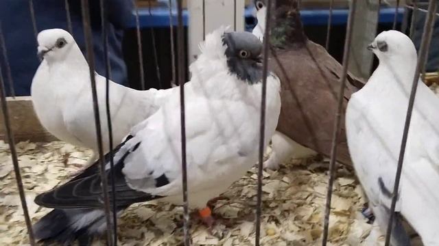 18.02.2023. МОСКВА. ЯРМАРКА ГОЛУБЕЙ. смотреть онлайн