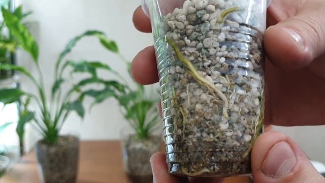 два способа вырастить спатифиллум. органика и минеральный субстрат. смотреть онлайн