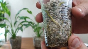 два способа вырастить спатифиллум. органика и минеральный субстрат.