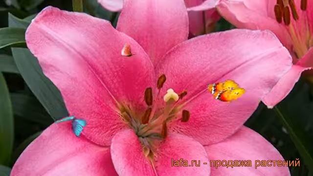 Лилия ла-гибрид Бриндизи (lilium la-hybrid brindisi) ? обзор: как сажать, луковицы лилии Бриндизи смотреть онлайн