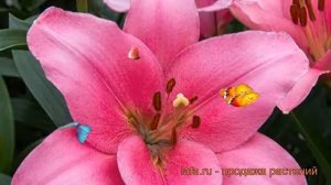 Лилия ла-гибрид Бриндизи (lilium la-hybrid brindisi) ? обзор: как сажать, луковицы лилии Бриндизи