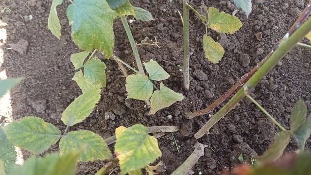 Обрізаю і пересаджую ожину.@Які квіти цвітуть у мене в жовтні? смотреть онлайн