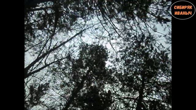 Охота на глухаря весной. Погоня и добор подранка!!! смотреть онлайн