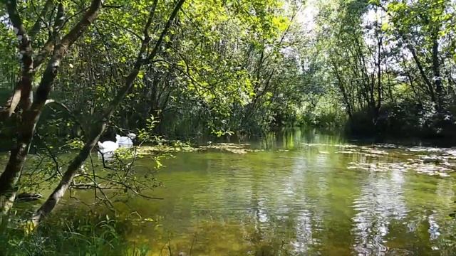 ЛЕБЕДИННОЕ ОЗЕРО ИРЛАНДИЯ смотреть онлайн