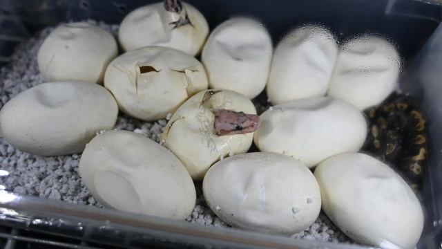 Ball Python Hatching Time-lapse Test смотреть онлайн