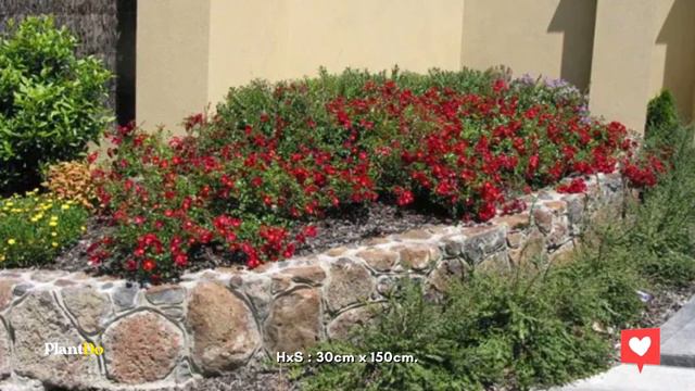 Top 7 GROUND COVER PLANTS for a Sunny Spot in Your Garden ☀️✨ смотреть онлайн