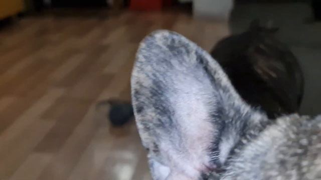 День Рождение дочки, подарки смотреть онлайн