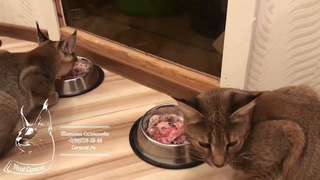 Vivаt Caracat. Каракеты - Дружный завтрак