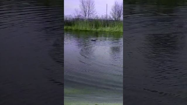 Как красиво поворачивает кораблик с новой моделью рулевой лопасти смотреть онлайн