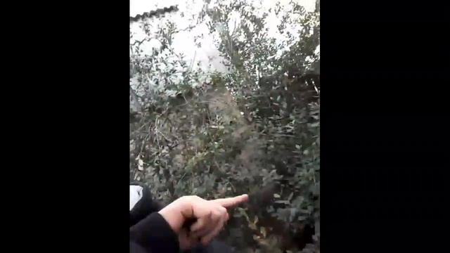 НАПАЛА ЗМЕЯ | ДАЧНЫЙ ВЛОГ смотреть онлайн