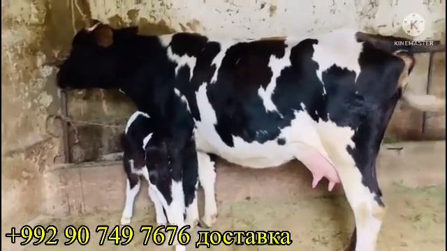 ФРУШИ СРОЧНО МОЛИ АРЗОН 7 ноября 2022 г. смотреть онлайн