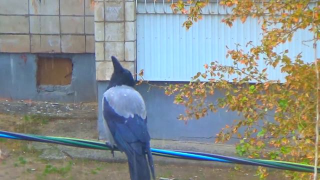 Ворона ловит первый снег Raven catches the first snow смотреть онлайн