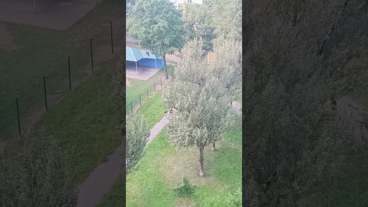 respect 1408241248 #asmr #dog #nature #jarelik смотреть онлайн