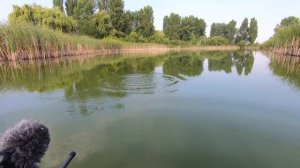 Такого клева карпа на поплавок я еще не видел! Оторвался на поплавчанку в камышах! (720p60fps)