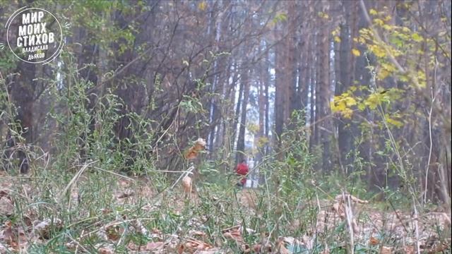 Мой ангел. Красивые стихи о любви. Современная поэзия. Авторские стихи. смотреть онлайн