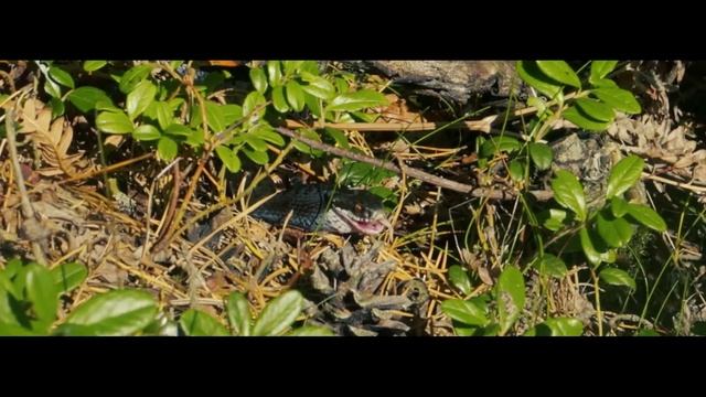 FEEDING VIPERA BERUS! смотреть онлайн