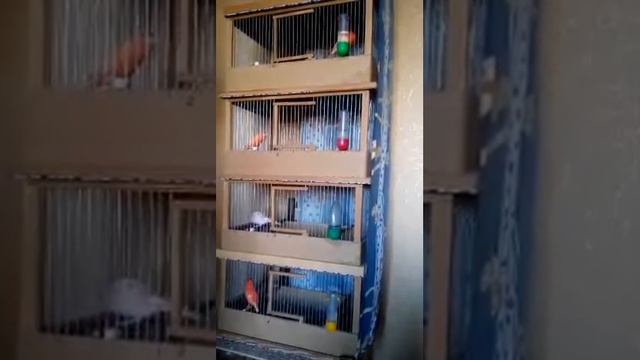 Пение Четырех Красных Кенаров! Пение на Четырех.Как поют канарейки.Пение птиц.Canary Singing смотреть онлайн