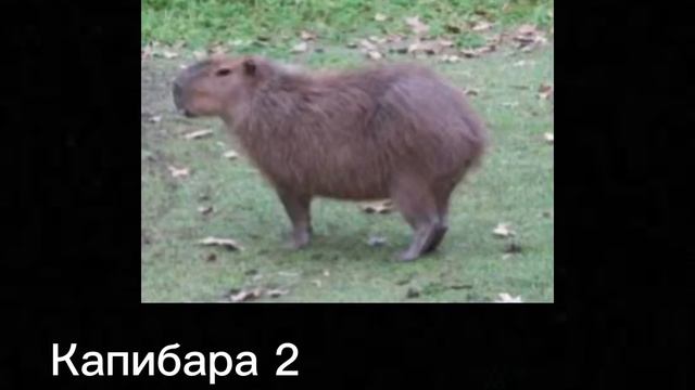 Коды на капибар смотреть онлайн