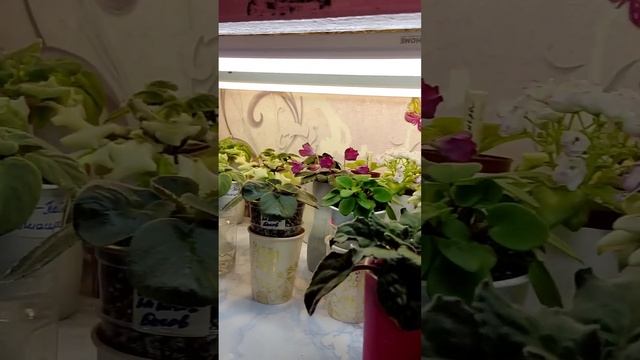 Мои стеллажи с фиалками ?❤. смотреть онлайн