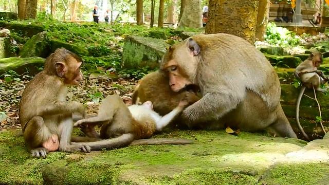 What king monkey doing? You will become king next day, Promise me ok смотреть онлайн