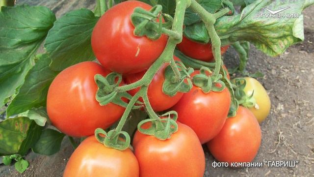 Как выбрать сорта томатов для консервирования