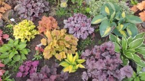 Обзор сортов гейхер серии Northern Exposure