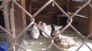 Мускусные утки.Почему не несутся утки