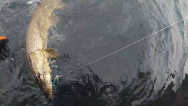 ТРОФЕЙНЫЕ ЩУКИ озера Нарочь на крупные силиконовые приманки, осенняя ловля в межсезонье 2020 смотреть онлайн
