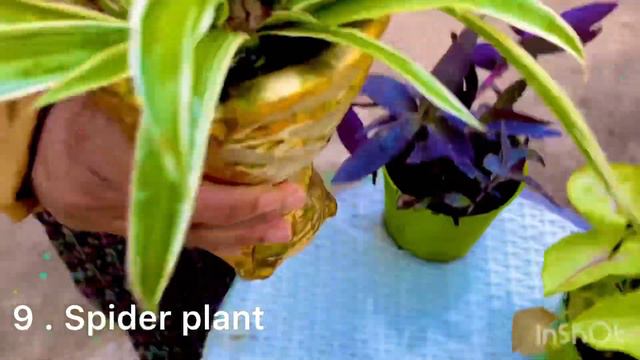 12 amazing air purifier hanging basket plants suitable for every home смотреть онлайн