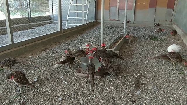 фазаны молодняк этого года смотреть онлайн