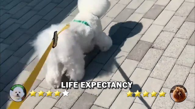 Bichon Frise vs Poodle | Which one is your favorite? смотреть онлайн