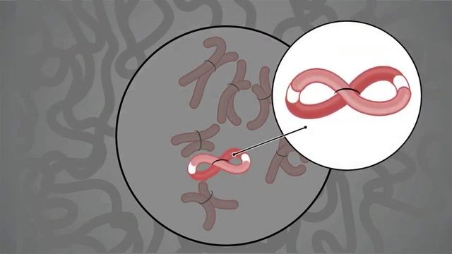 How it Works: Proximo Hi-C Genome Scaffolding смотреть онлайн