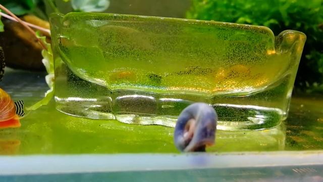 Улитка катушка голубая смотреть онлайн