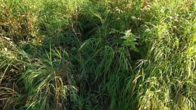 НОЧЬЮ ОНИ ХОДЯТ РЯДОМ, НО ИХ НЕ ВИДНО. Часть - 2 смотреть онлайн