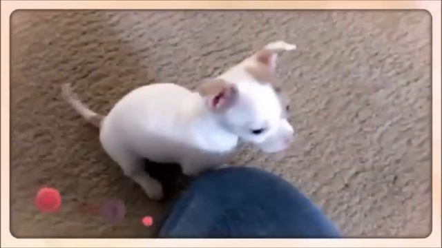Funny Baby Chihuahua Puppy.wmv смотреть онлайн