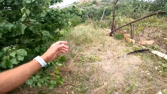 #ДАЧАЯСТРУБА Вторая СЕРИЯ Пилим Деревья!!! смотреть онлайн