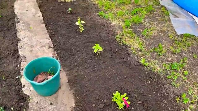 КУПИЛА ЗАБРОШЕННУЮ ДАЧУ#25/СПАСАЮ СВОЙ ЗАРОСШИЙ ОГОРОД/ВСЕ ЗАРОСЛО СОРНЯКАМИ/ДАЧНЫЕ БУДНИ/ПОХОЛОДАЛ смотреть онлайн