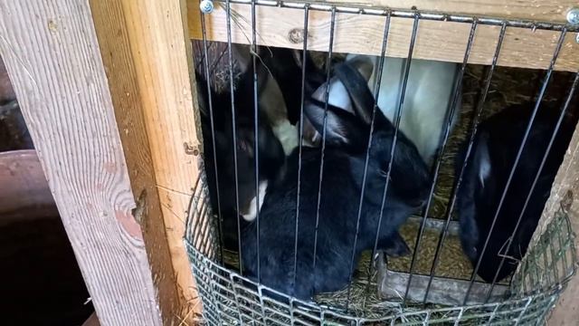 Поменяют ли крольчата окрас#кролики#крольчата#клетки _для_кроликов#разведение_кроликов. смотреть онлайн