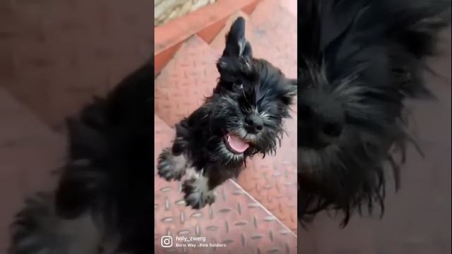 Цвергшнауцер. 2 месяца. Единственная из помёта, которая уже умела бегать по лестнице :) смотреть онлайн