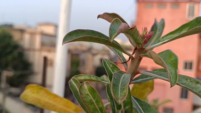 What to do Adenium leaves getting Yellow || Tips & Seedlings update || смотреть онлайн