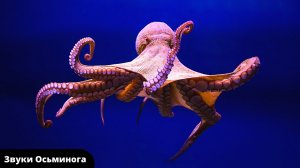 Звуки животного Осьминог | Какие звуки издаёт осьминог в живой природе