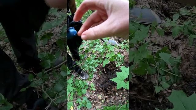 На прогулке с лабрадором по лесу, проверяем сигналы металлоискателя, в поисках клада