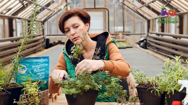 ПРЯНЫЕ ТРАВЫ В ОГОРОДЕ И ДОМА смотреть онлайн